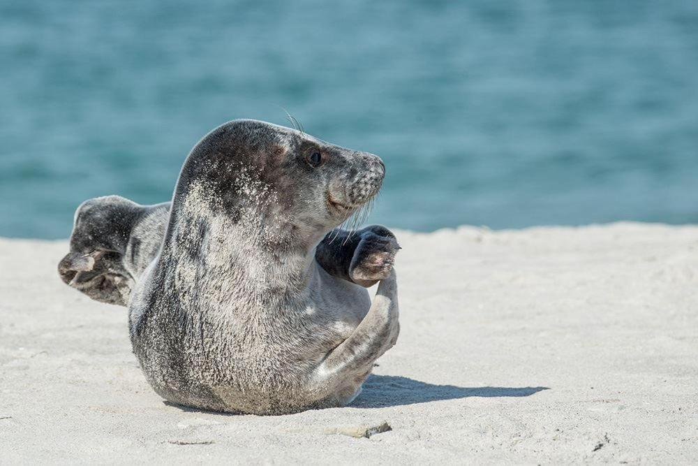 Haus-Pellworm-Whg-15 Lägenhet Sankt Peter-Ording Exteriör bild